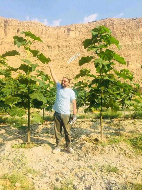 نهال پالونیا هیبرید اصلاح شده طب جو انواع نهال پالونیا درخت پالونیا هیبرید اصلاح شده طب جو